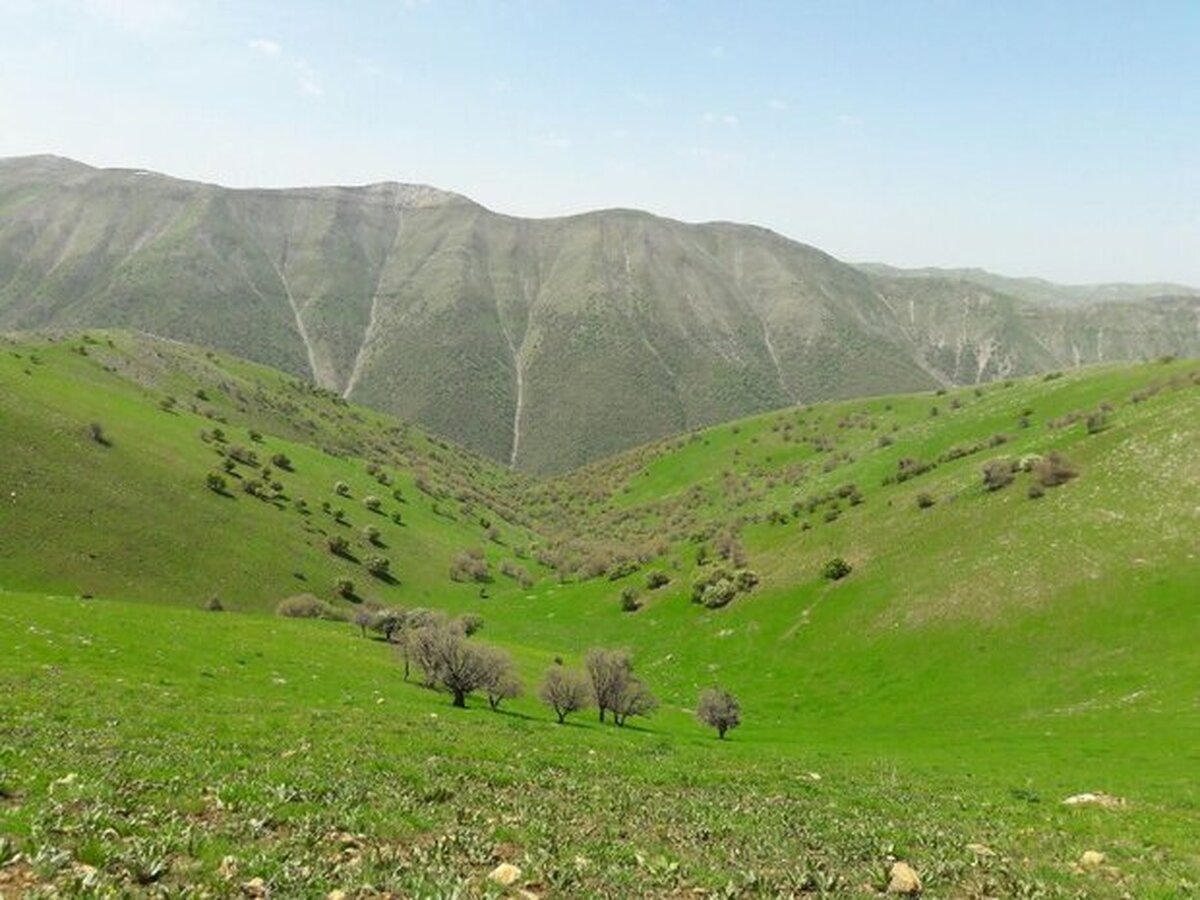 تولید ۳۰۰ هزار تن علوفه در مراتع لرستان