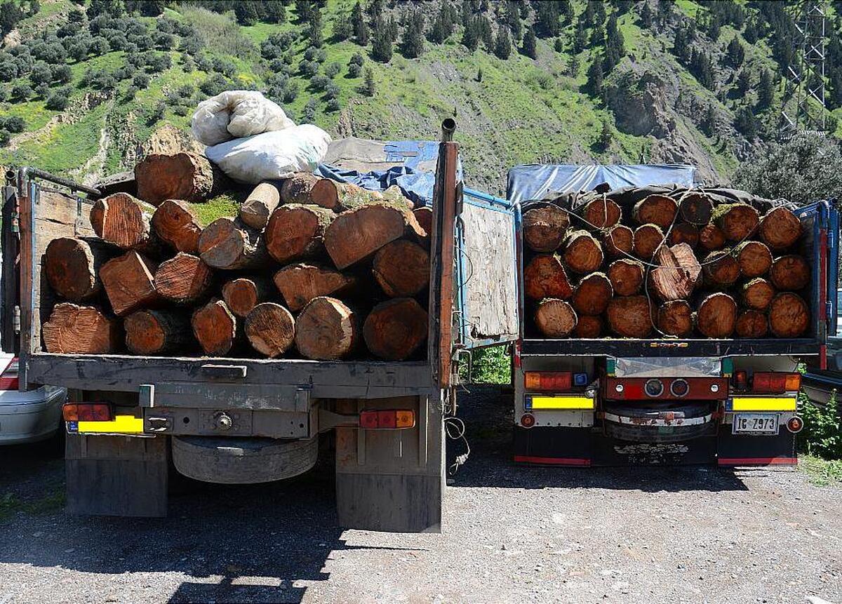 کشف ۳ تن چوب قاچاق و دستگیری یک نفر متهم در شهرستان مانه و سملقان