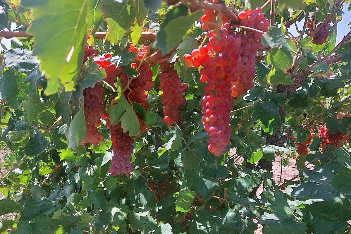 بیست و هشتمین جشنواره انگور ۲۹ شهریور در شهرستان تاکستان برگزار می شود