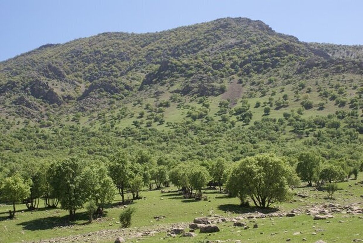 بازگشت بیش از ۱۲۲ هزار مترمربع از عرصه‌های منابع طبیعی در گلستان