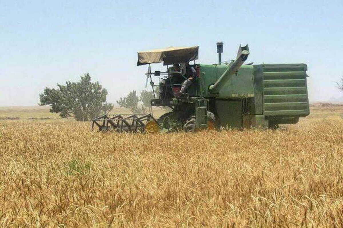 ‌دهقان پور: ۳۳۰ هزار تن جو در فارس تولید شد