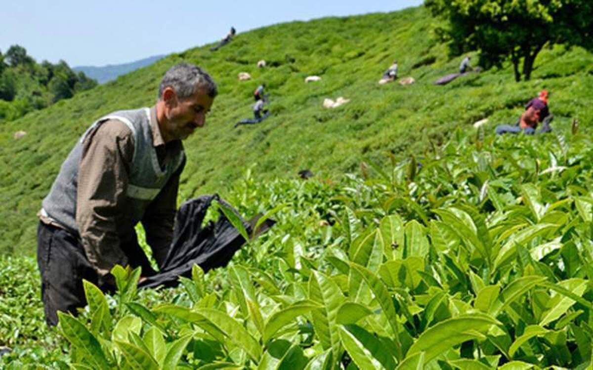 ثبت سفارش واردات منوط به خرید چای ایرانی