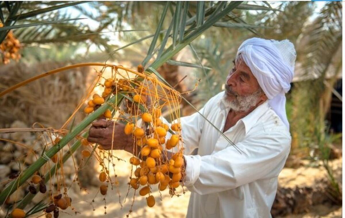 سالانه ۵۰۰ تن خرما در شهرستان مهران برداشت می شود