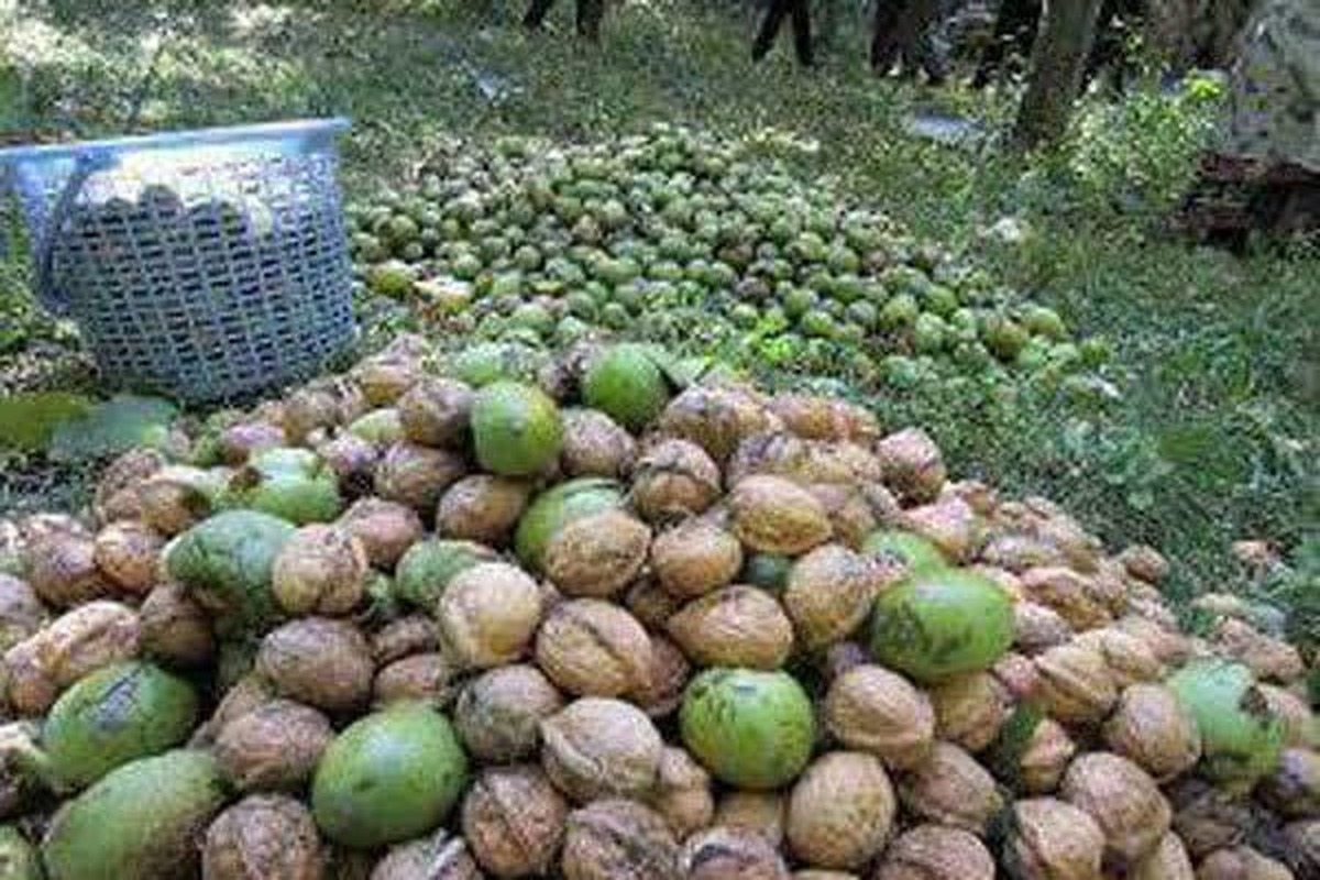 آغاز برداشت نوبرانه گردو از باغات گیلان