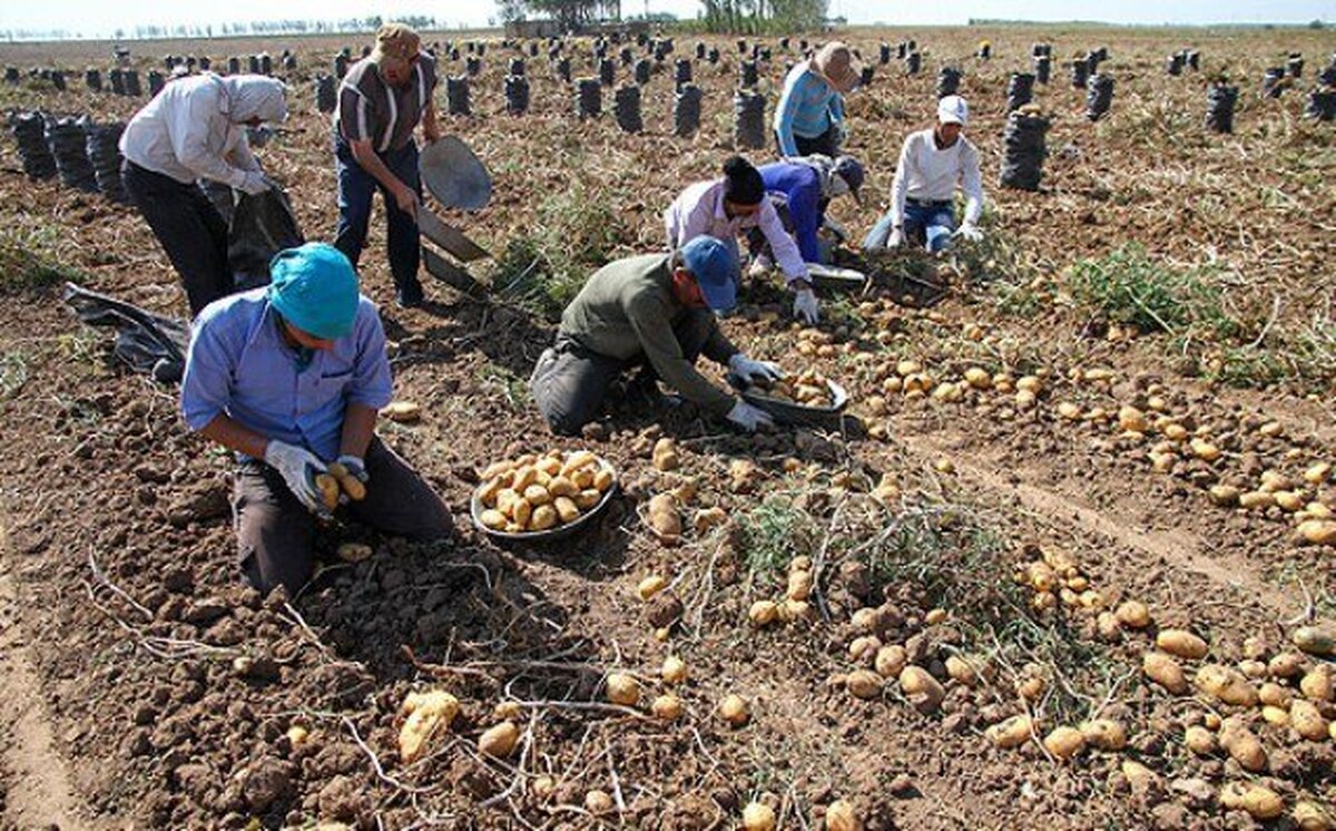 مطالبات سیب زمینی کاران هفته آینده پرداخت می شود