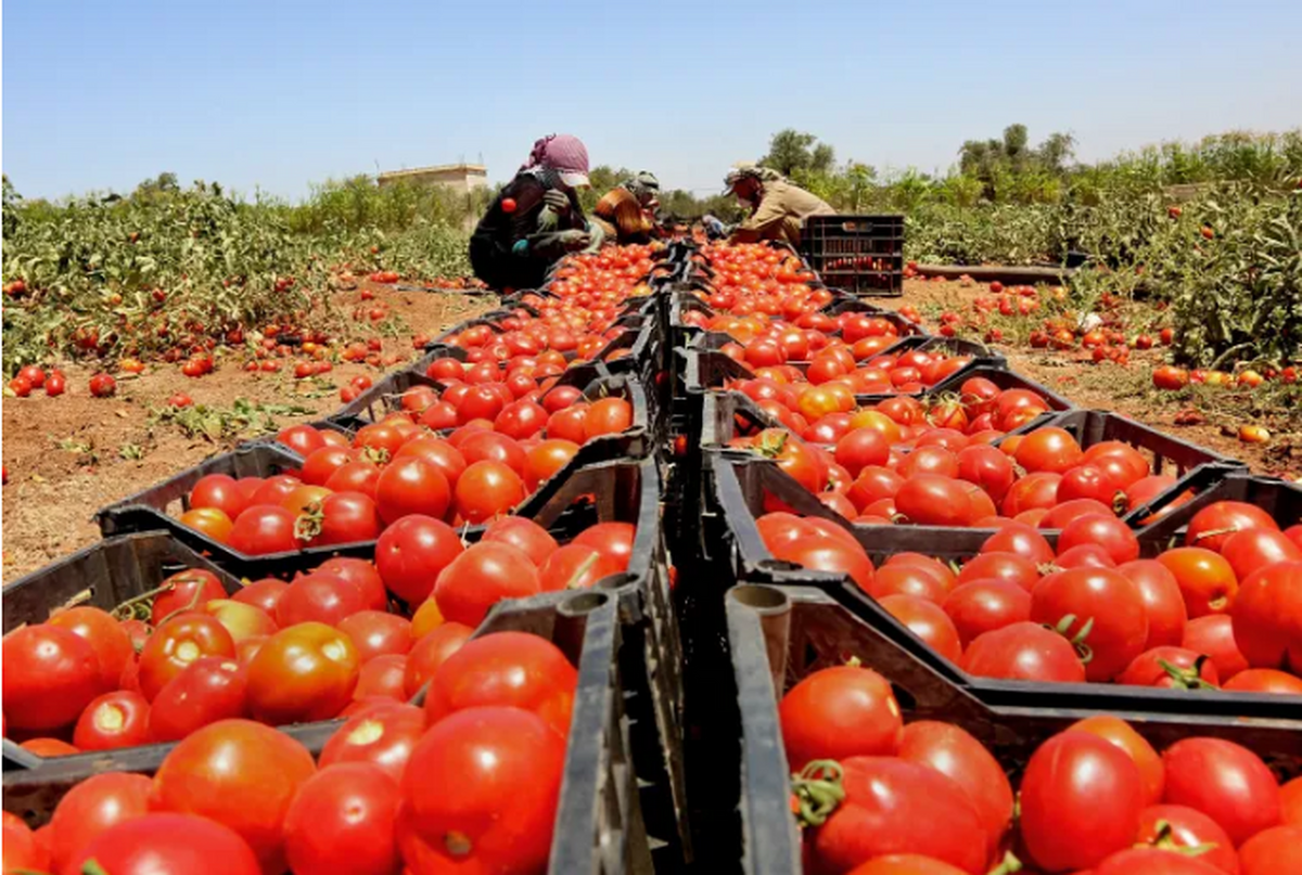 اردن دیگر گوجه فرنگی به رژیم صهیونیستی صادر نمی‌کند