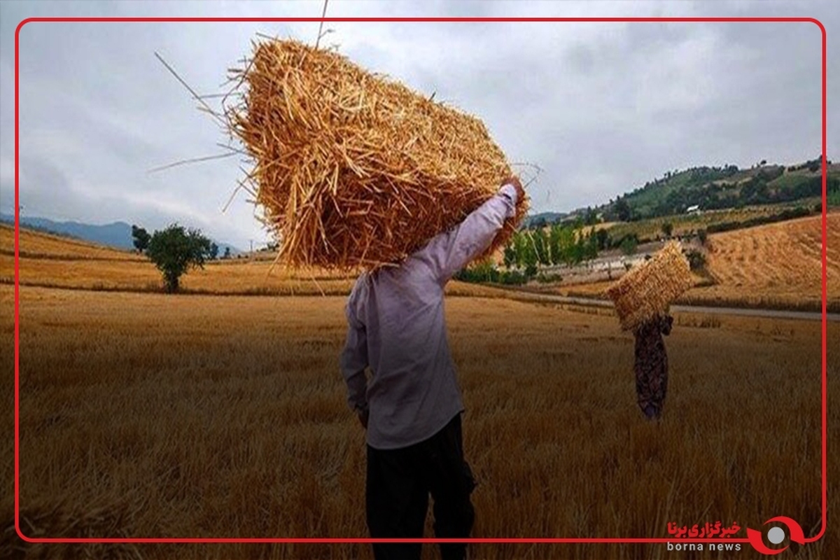 وزیر جهاد کشاورزی: تمام مطالبات گندمکاران پرداخت شده است