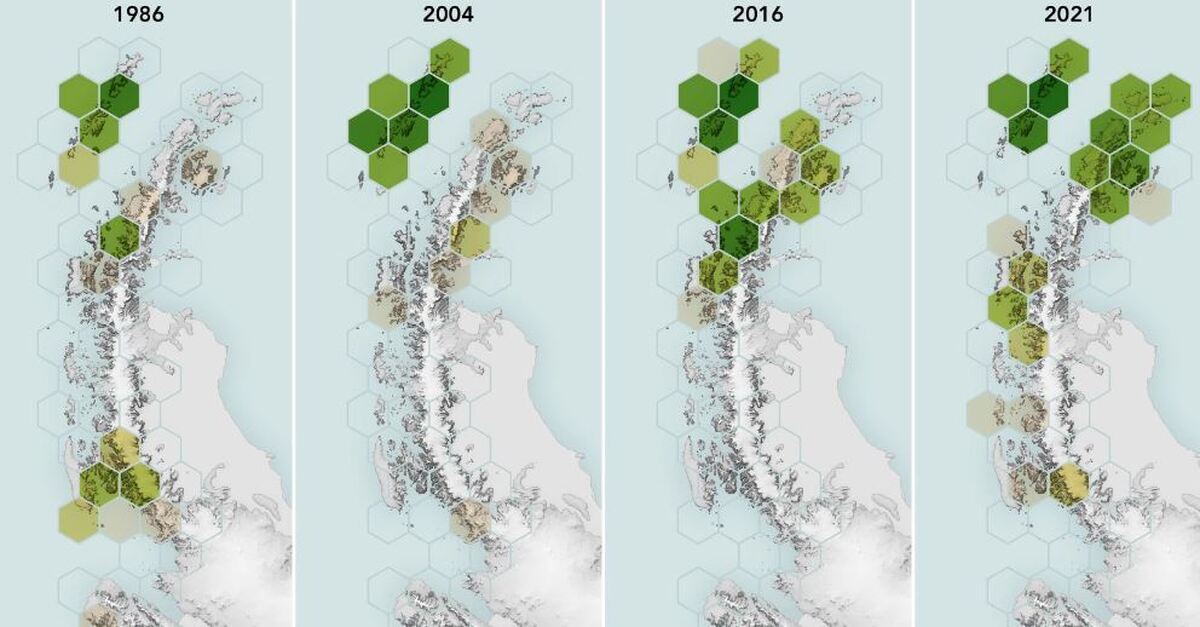 سبز شدن غیرمنتظره قطب جنوب نگرانی جدی دانشمندان/ خزه‌ها در حال تسلط بر شبه‌جزیره یخ‌زده