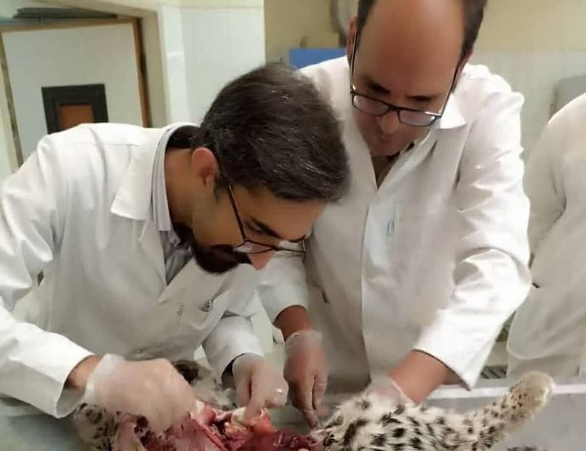 علت مرگ توله پلنگ‌های پارک ملی منطقه خَبر در شهرستان بافت اعلام شد