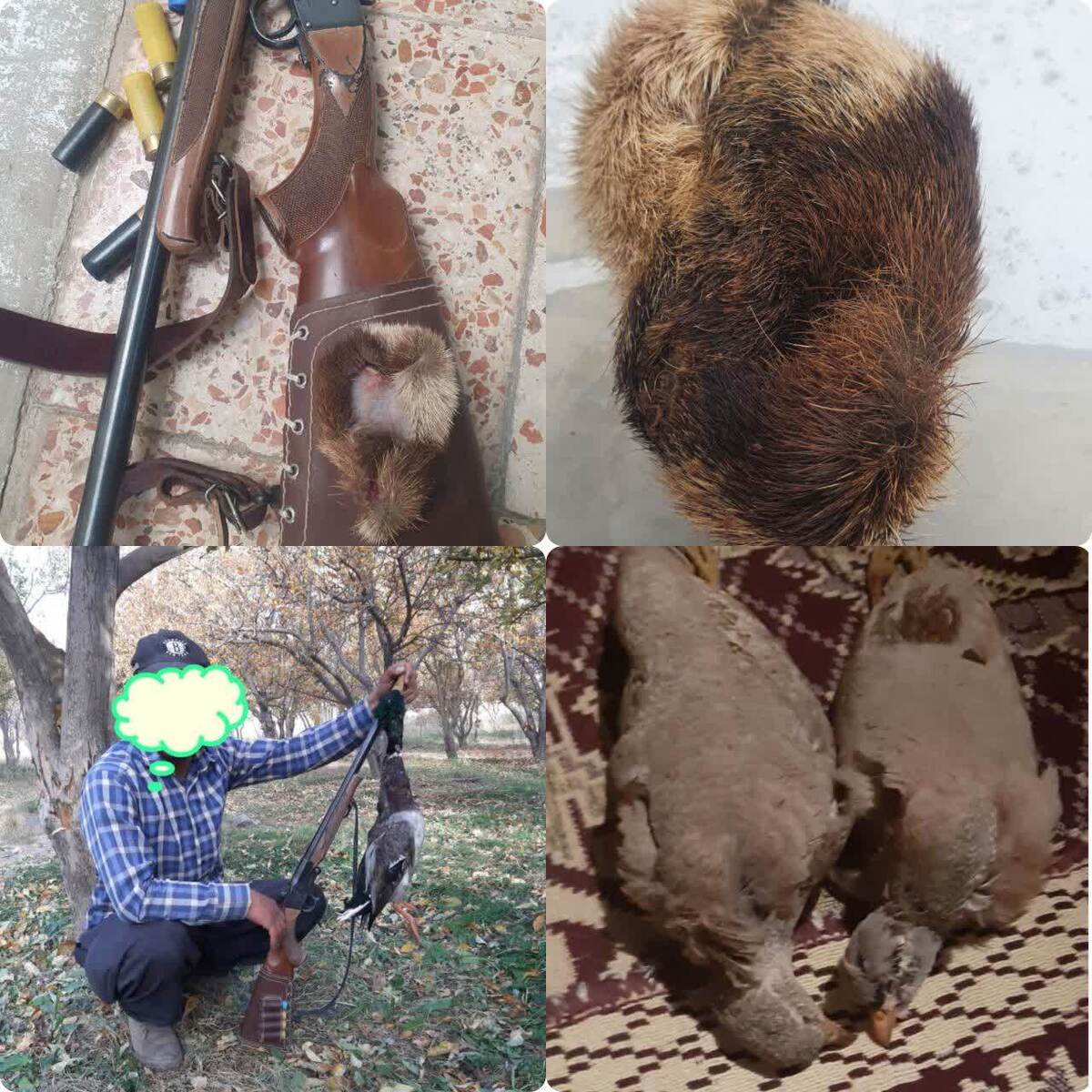 کشف آثاری از شکار پازن و 2 نوع پرنده از منزل شکارچی متخلف در ضلع شمالی دنا